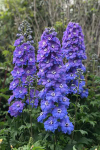 Delphinium elatum | Morning Lights