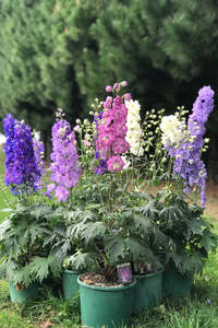 Our Delphinium Selection: Delphinium x hybrid | Mini Stars