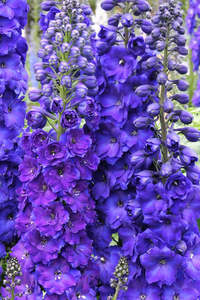 Our Delphinium Selection: Delphinium elatum | Pagan Purples