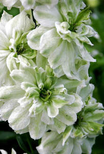 Our Delphinium Selection: Delphinium elatum | Green Twist