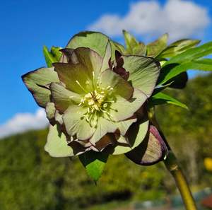 Helleborus x hybridus | Double Hybrid | Green Goblin