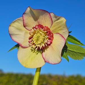 Helleborus x hybridus | Anemone Centered | Yellow Picotee