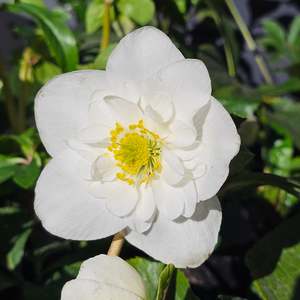 Helleborus niger | Semi-Double White