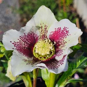 Helleborus x hybridus | Single Hybrid | Spotted White