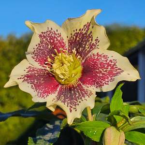 Helleborus x hybridus | Single Hybrid | Spotted Yellow