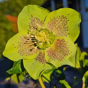 Helleborus x hybridus | Single Hybrid | Spotted Green
