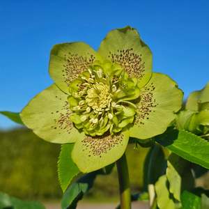 Helleborus x hybridus | Anemone Centered | Spotted Green