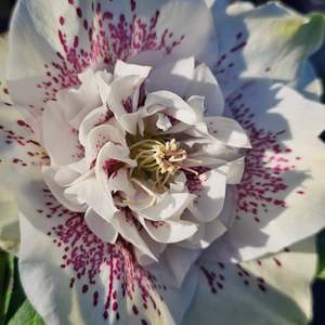 Helleborus x hybridus | Anemone Centered | Spotted White