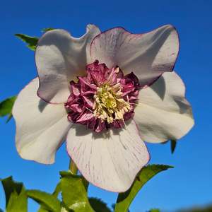 Helleborus x hybridus | Anemone Centered | White Picotee