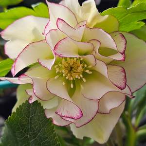 Helleborus x hybridus | Double Hybrid | White Picotee