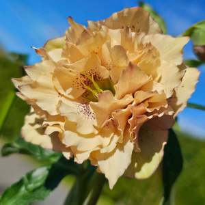 Helleborus x hybridus | Double Hybrid | Apricot