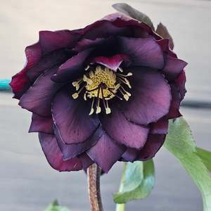 Helleborus x hybridus | Double Hybrid | Dark