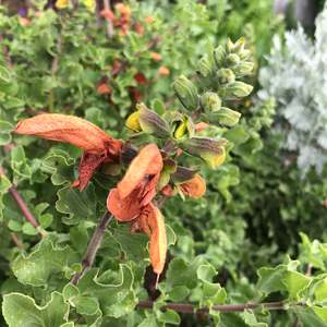 Plants A Z: Salvia aurea | Kirstenbosch