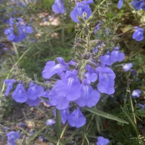 Plants A Z: Salvia azurea