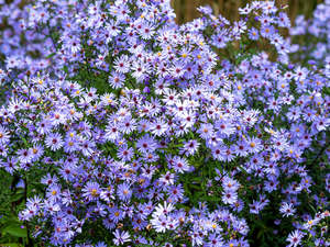 Plants A Z: Aster cordifolius hybrid | Little Carlow