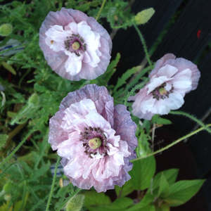 New Arrivals: Papaver rhoeas | Amazing Grey