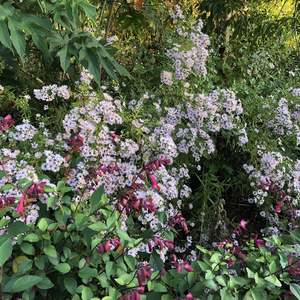 New Arrivals: Boltonia asteroides | Pink Beauty