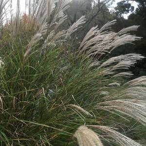 New Arrivals: Miscanthus sinensis | Gracilliumus