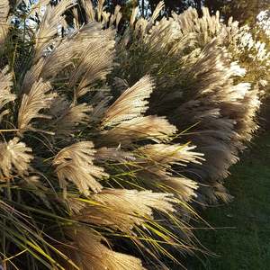New Arrivals: Miscanthus sinensis | Morning Light