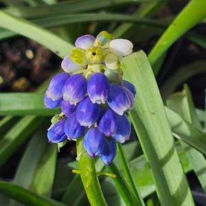 New Arrivals: Muscari armeniacum | Touch of Snow