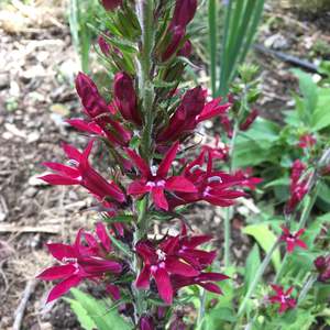 Lobelia | Ruby Slippers