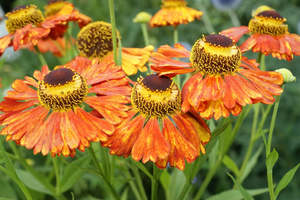 New Arrivals: Helenium Wolstrand