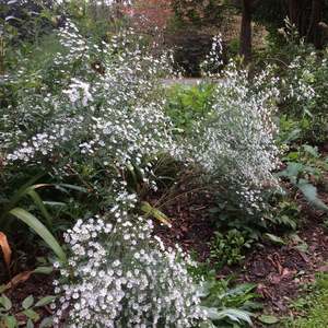 Boltonia asteroides | White