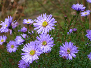 New Arrivals: Aster n.b. | Little Boy Blue | Michaelmas Daisy