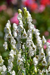 New Arrivals: Aconitum napellus | Albus | White Monks Hood | Wolfsbane