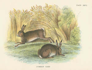 In The Wheat Patch | LIttle Vintage