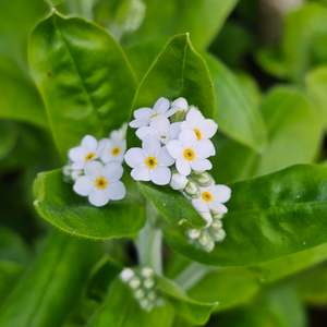 Matariki: Myosotis alpestris | White | Forget-Me-Not