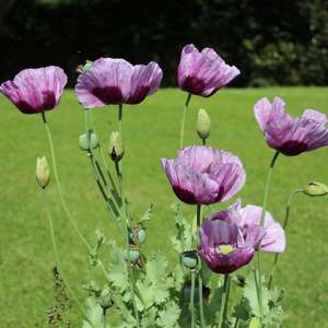 Poppies: Papaver somniferum | Hungarian Blue Bread-seed Poppy