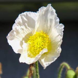 Poppies: Papaver rhoeas | Bridal Silk