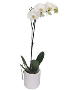 Products: Phalaenopsis Orchid Plant Putts Green Florist Kerikeri