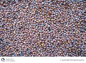 Bird Seed: Radish Seed- Topflite