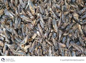 Fish Turtles: Dried Crickets 125g - Topflite