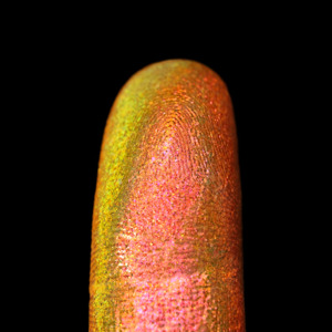 All Pigments: Sunlit Petals