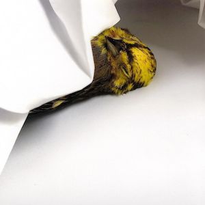 Open Edition Prints: Disposable