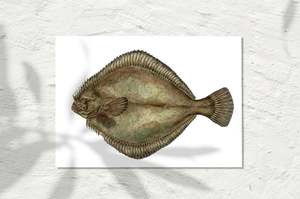 Sea Life Collection: Flounder, COLOUR 2024
