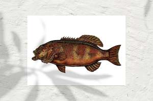 Coral Trout Colour 2022