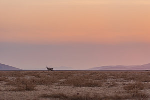 Products: Gemsbok Sunrise - Rāhera Creative