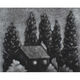 A Light in the Forest