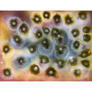Animal, Vegetable, Mineral