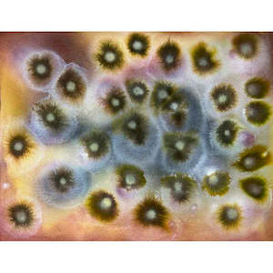 Animal, Vegetable, Mineral