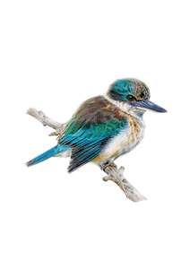 Scared kingfisher / Kotare print