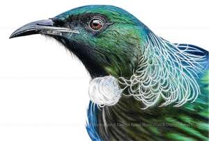 Prints: Tui print