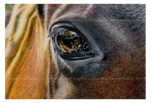 Prints: Horses eye print