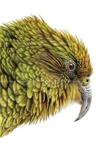 Prints: Kea print