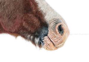 Prints: Horse muzzle print