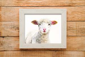 Lamb print